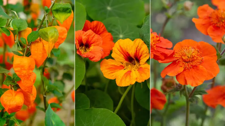 types of orange flowers hero