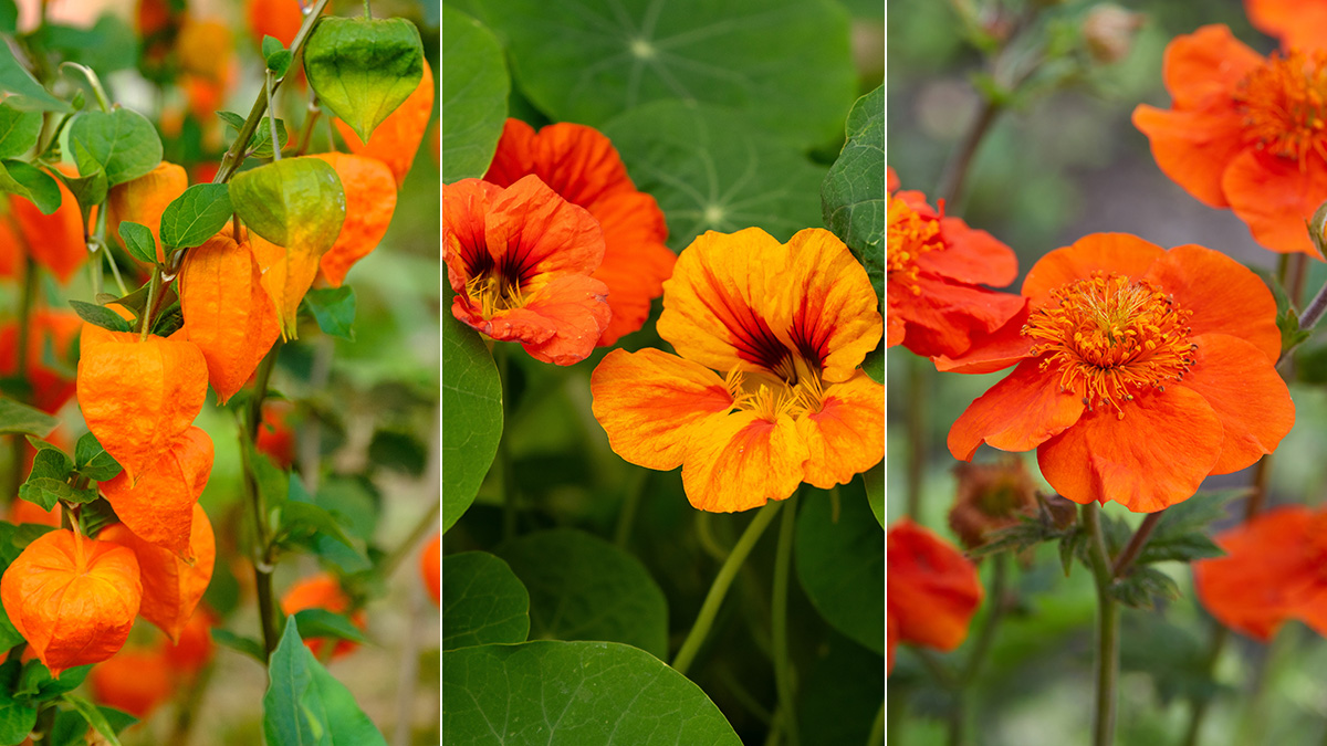 Orange flowers deals