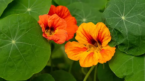 types of orange flowers with hibiscus