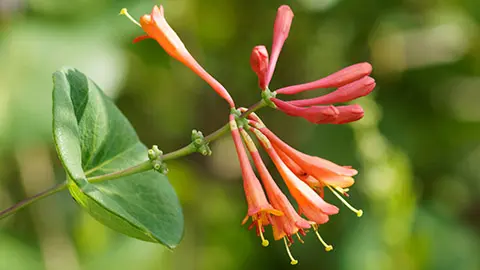 types of orange flowers with honeysuckle