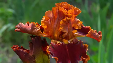 types of orange flowers with iris