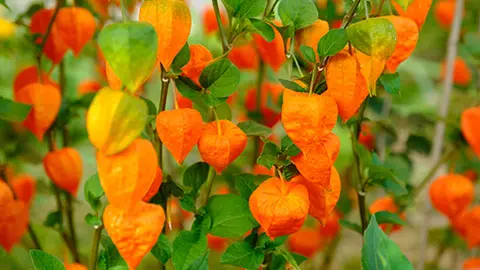types of orange flowers with Japanese lanterns