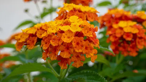 types of orange flowers with Lantana