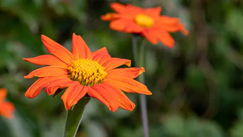 types of orange flowers with Mexican sunflower