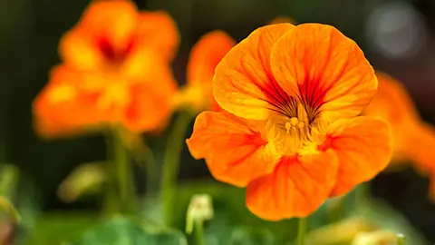 types of orange flowers with nasturtium