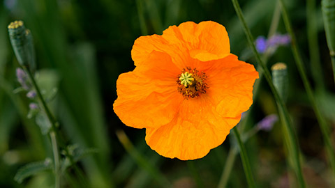types of orange flowers with Poppy