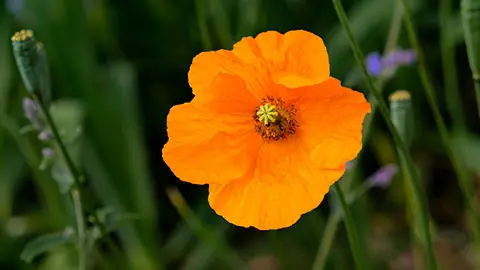 types of orange flowers with Poppy