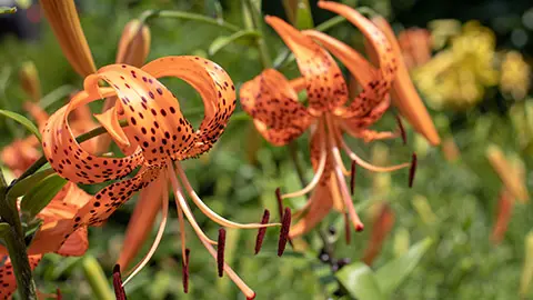 types of orange flowers with tiger lily