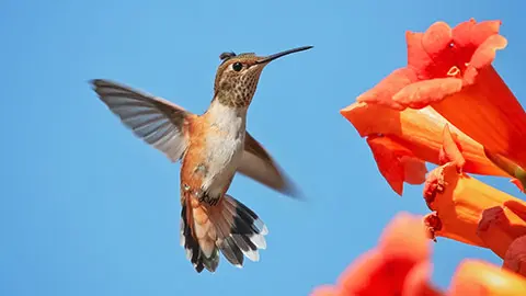 types of orange flowers with trumpet vine