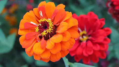 types of orange flowers with zinnia