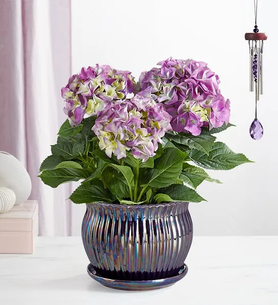 types of purple flowers Blissful Blooming Hydrangea