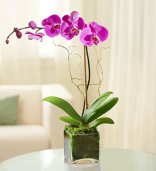 types of purple flowers Purple Phalaenopsis Orchid