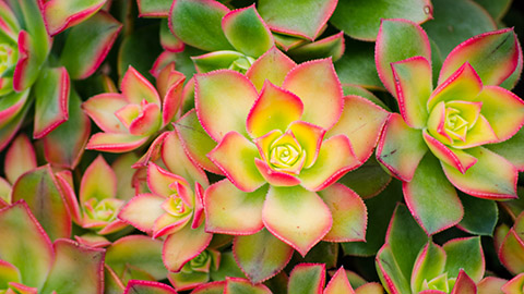 types of succulents with Close up beautiful green pink Kiwi Aeonium in a botanical garden