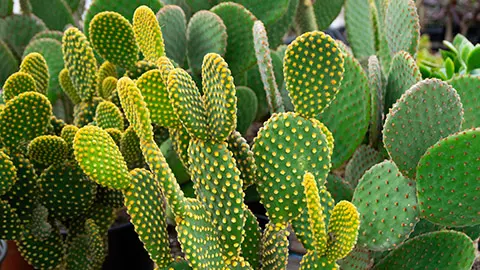 types of succulents with Angel Wings cactus