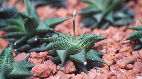 types of succulents with Haworthiopsis limifolia