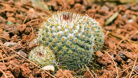 types of succulents with Cactus Mammillaria bombycina on stony ground in autumn