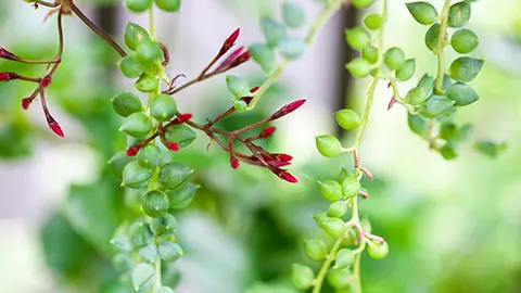 types of succulents with string of pearls
