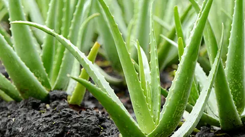 types of succulents with Aloe Vera Plant growth in farm