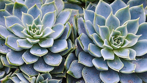 types of succulents with echeveria