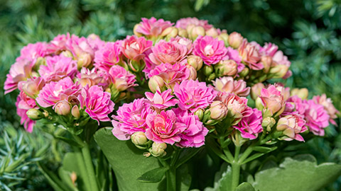 types of succulents with Flaming Katy Kalanchoe blossfeldiana