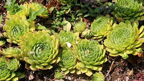 types of succulents with Common houseleek (Sempervivum tectorum) growing in the garden. S