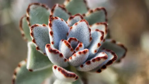 types of succulents with White Panda Plant Kalanchoe Tomentosa