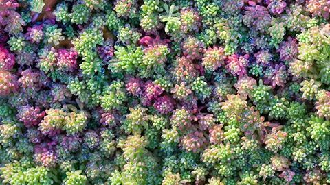 types of succulents with Sedum 