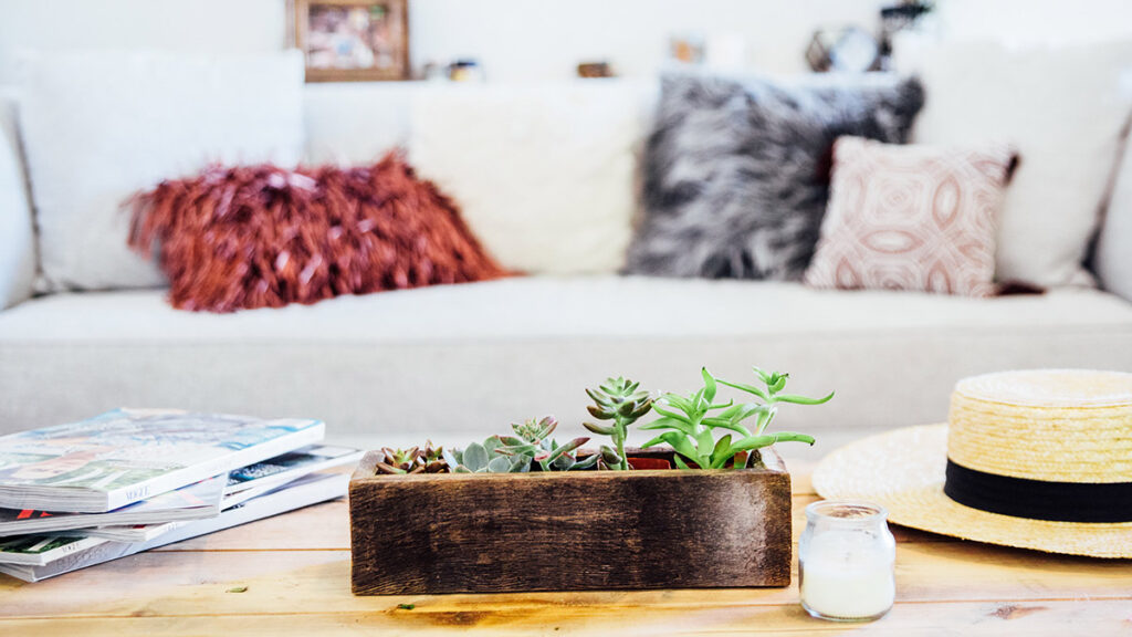 types of succulents succulent on coffee table