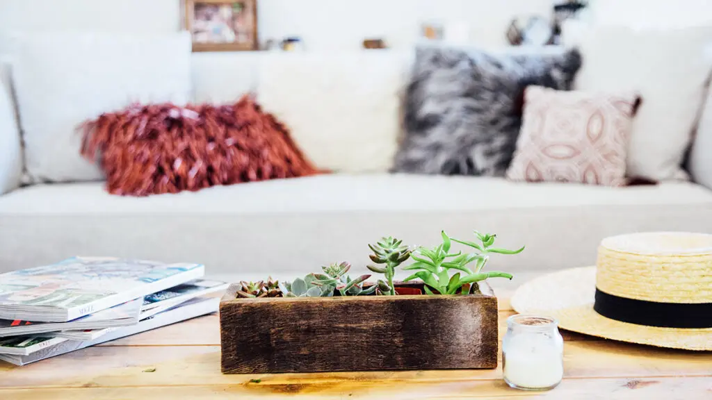 Succulents on clearance coffee table