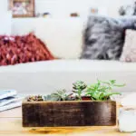 types of succulents succulent on coffee table