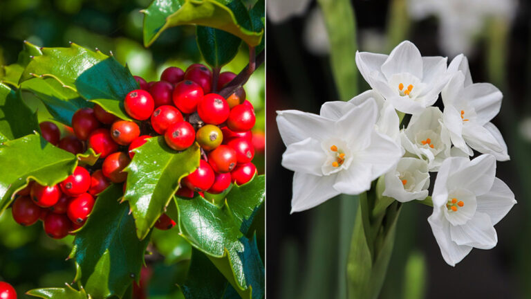 December Birth Flowers: All About the Holly and Narcissus