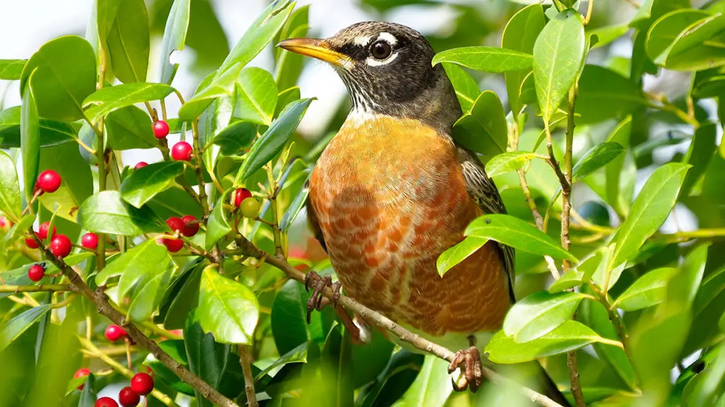 A Close up of a Robin in the Holly Tree