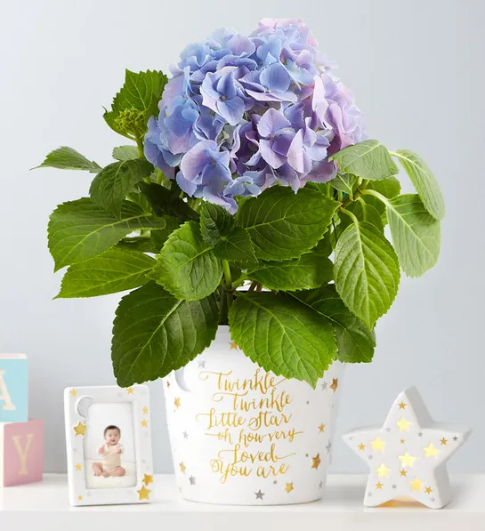 gifts for pregnant women hydrangea with night light and frame