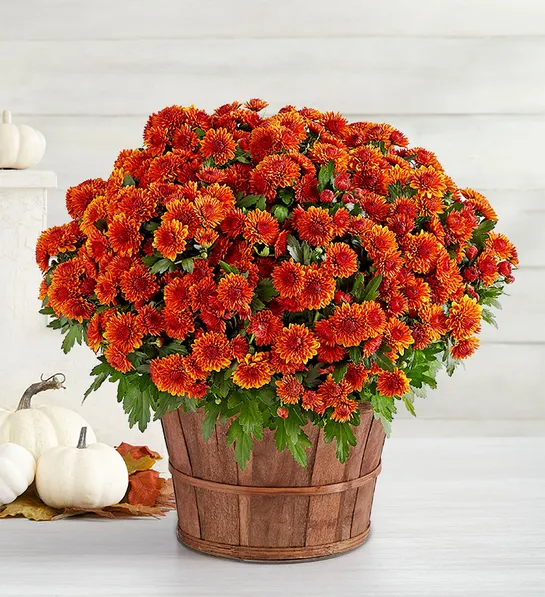 november birthday Fall Outdoor Mum