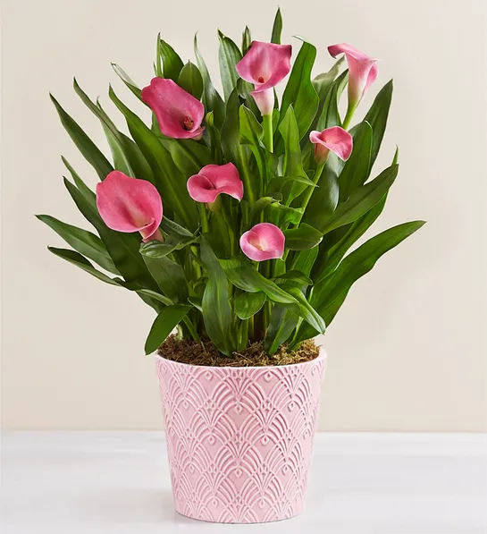types of pink flowers Sweet Blooms Calla Lily
