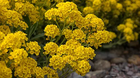 Closeup of flowers of Aurinia saxatilis 'Goldkugel' in a garden