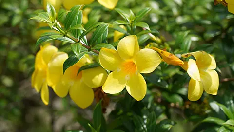 Carolina Jasmine|Gelsemium sempervirens|卡羅萊納茉莉