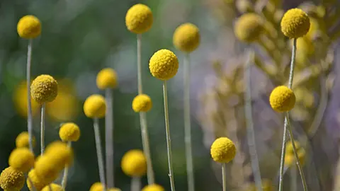 Australian native Yellow Billy Button flowers, Craspedia glauca,