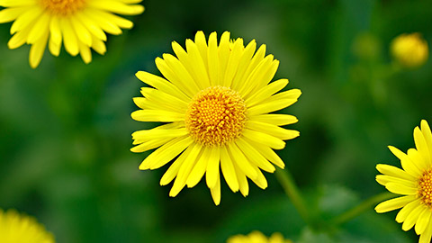 Doronicum on a flowerbed in the garden. Photographed close up.