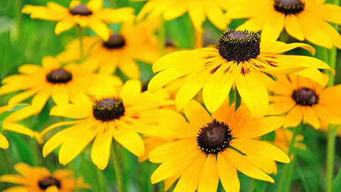 types of yellow flowers black eyed susan