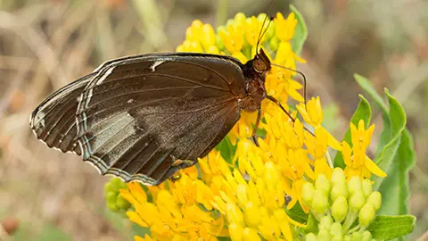 Ventral view of a female Diana Fritillary, a rare butterfly spec