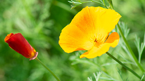 yellow flower escholzia or california poppy