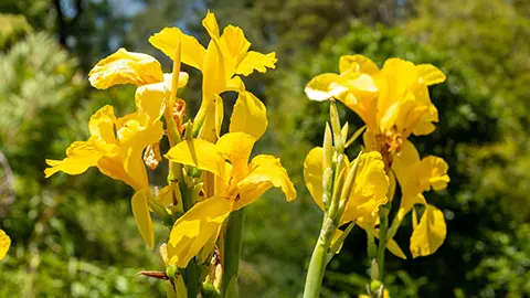 Beautiful yellow Canna flower in New Zealand's wilderness