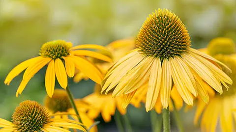 types of yellow flowers coneflower