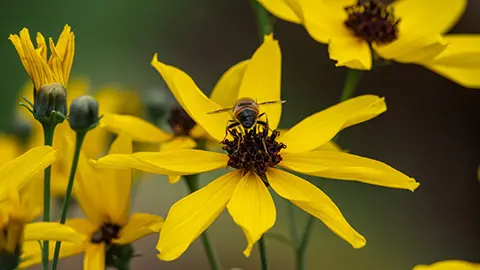Drone Fly on Tall Tickseed Flower