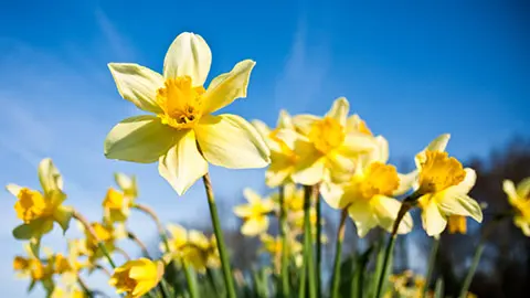 Differential focus of daffodils with morning dew