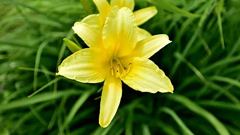 Closeup top view of a beautiful yellow daylily with a blurred ba