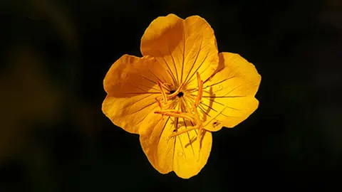 types of yellow flowers evening primrose