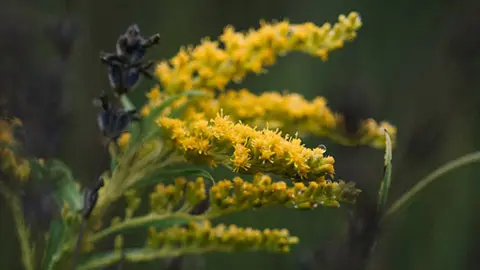 types of yellow flowers goldenrod
