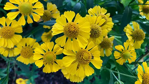 Lots of yellow helenium in the garden